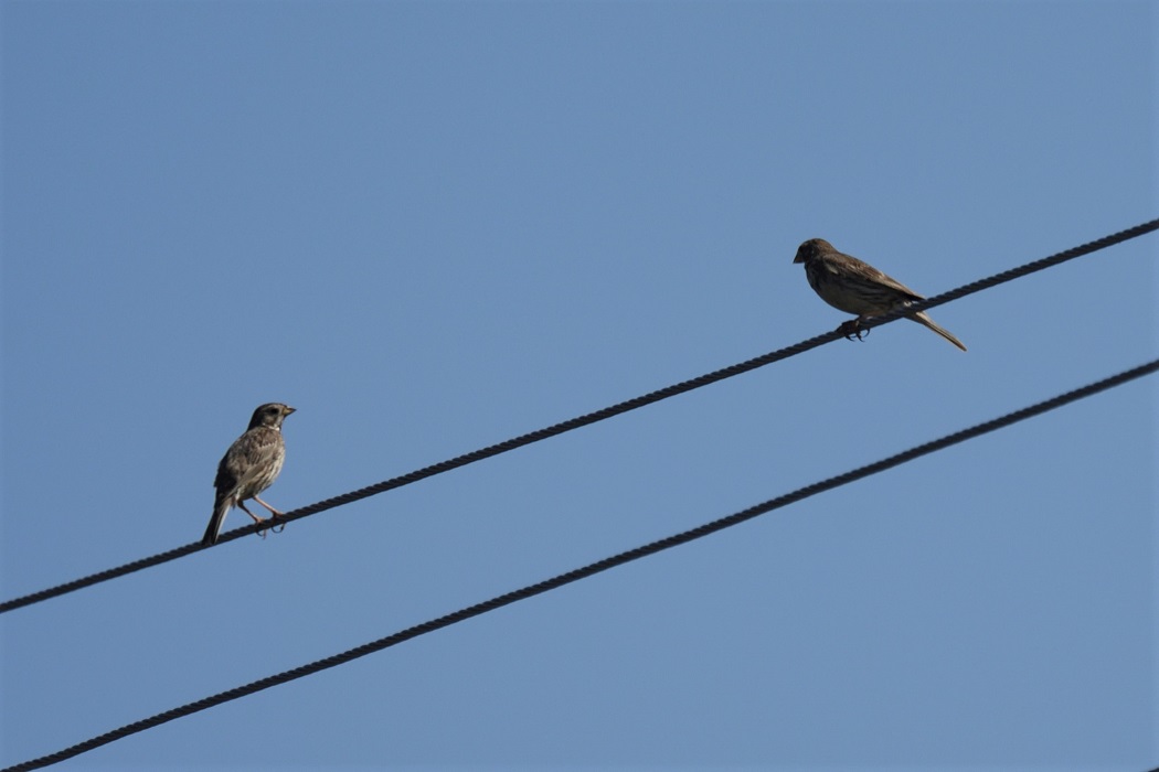 Corn Bunting